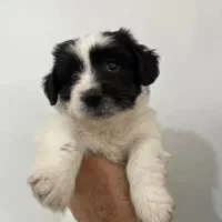 توله سگ شیتزو مالتیز