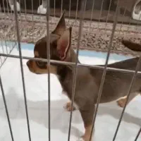 شیواوا اپل هد