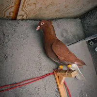 کفتر قلدور پرشی