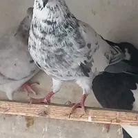 کبوتر گرفتنی