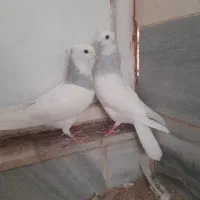 طوقی آبی نر و ماده|پرنده|مهریز, |دیوار