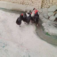 مرغ و خروس مشکی بلک استار دو زرده