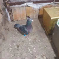 کبوتر خوشتیپ