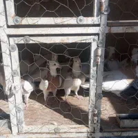 کبوترطوقی