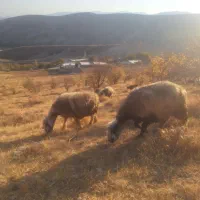 میش بختیاری (سپیدان)|حیوانات مزرعه|سپیدان, |دیوار