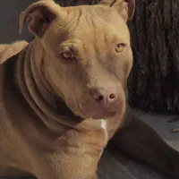 سگ پیتبول نر و ماده|سگ|مبارکه, |دیوار