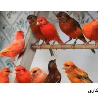 مرغ عشق،قناری،سهره ،خاکی