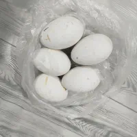 تخم غاز
