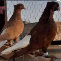 کبوتر دمسفید