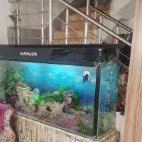 آکواریوم|ماهی|نقده, |دیوار