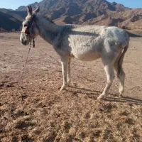 الاغ نر6سال گلگی