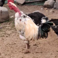 خروس، لاری ، محلی ، گردن لخت|حیوانات مزرعه|شاندرمن, |دیوار