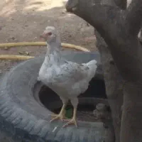 تخم گلین تازه|حیوانات مزرعه|علی‌آباد کتول, |دیوار