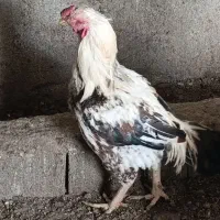 مرغ وخروس لاری