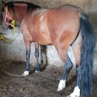 فروشی اسب یورقه