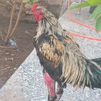 خروس لاری اصیل