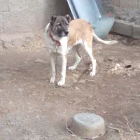 ماده سرابی آماده واگذاری|سگ|سراب, |دیوار