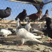 دسته کفتر نوبازی و صید|پرنده|تربت‌حیدریه, طالقانی|دیوار