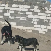 سگ‌عراقی|سگ|ایجرود, |دیوار