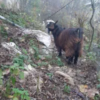 یک راس بز نر چاق سالم