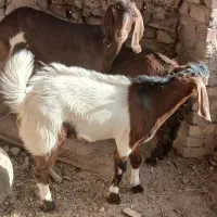 بز جوان با دو کره نر بزرگ به فروش میرسد