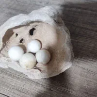 سنگ کلکسیونی و ...|کلکسیون اشیاء عتیقه|مشهد, ادیب نیشابوری (شهرک غرب)|دیوار