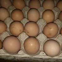 تخم مرغ محلی خوراکی و نطفه دار|خوردنی و آشامیدنی|کلاچای, |دیوار