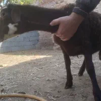 گوسفند برره نژاد دار و فوق العاده|حیوانات مزرعه|بناب, |دیوار