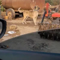 واگزاری سگ پژدر نر