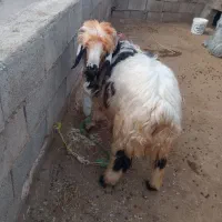 بره و‌میش|حیوانات مزرعه|مسجد سلیمان, |دیوار