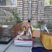 عروس هلندی طوطی برزیلی مرغ عشق|پرنده|نقده, |دیوار