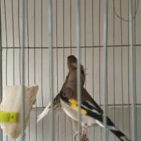 سلام سهره دورگ کوتاه بلند خون جفتی قناری به شرط|پرنده|قرچک, شهرک طلائیه|دیوار