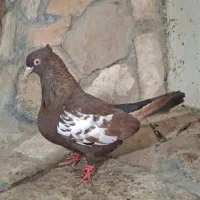 کبوتر|پرنده|مرودشت, فاز اول شهرک فرهنگیان|دیوار