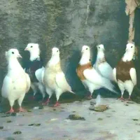 کبوتر طوقی