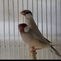 فنج نرگسی قفسی شکلاتی و دوجفت تخم گذاشتن