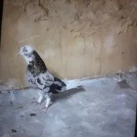 کفتر پرشی حسابی شازده سرور و شازده زرد|پرنده|قم, شاه سید علی|دیوار