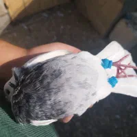 دو عدد طوقی|پرنده|شیراز, عادل آباد|دیوار