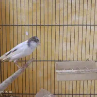 قناری ماده بسیار آماده و زیبا