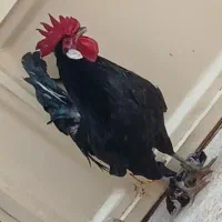 دوتا خروس عربی