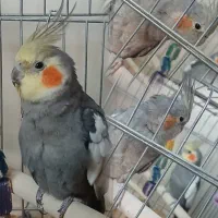 عروس هلندی