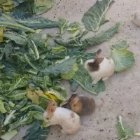 خرگوش نر و ماده|موش و خرگوش|شیراز, شاه قلی بیگی|دیوار