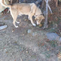 سگ عراقی|سگ|اردبیل, |دیوار