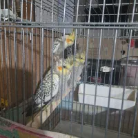 عروس هلندی|پرنده|قرچک, زیبا شهر|دیوار