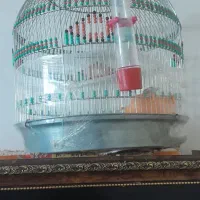 سهره خاکی نر مست بخون|پرنده|پاکدشت, پاکدشت (مامازند)|دیوار