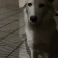 گمشده در محدوده درجزین و سنگسر|حیوانات|سمنان, |دیوار