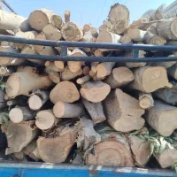 خرید و فروش انواع درخت و‌چوب