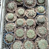 سرگرمی|کلکسیون و سرگرمی|تهران, خزانه|دیوار