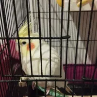 عروس هلندی|پرنده|صباشهر, |دیوار