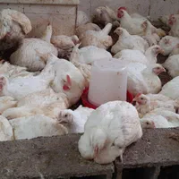 مرغ و اکبرجوجه..|حیوانات مزرعه|زرگرشهر, |دیوار