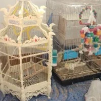 عروس هلندی با ۷ تا تخم عروس هلندی و مرغ عشق با قفس